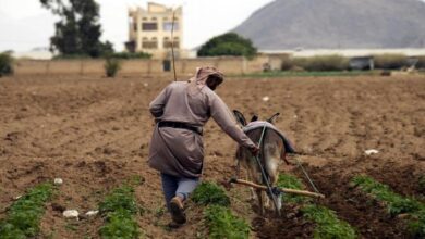 صورة تغير المناخ يتلف المحاصيل ويفاقم أزمة الغذاء في اليمن